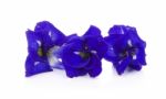 Butterfly Pea Isolated On White Background Stock Photo