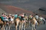 Caravan Of Camels Carrying Tourists Along A Well Trodden Route Stock Photo