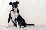Black And White Domestic Dog Against A Wall Stock Photo