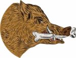 Wild Boar Razorback Bone In Mouth Drawing Stock Photo