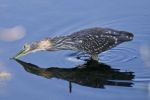 Isolated Picture With A Funny Black-crowned Night Heron In The Water Stock Photo