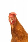 Head Of Chicken Hen Shock And Funny Surprising Isolated White Ba Stock Photo