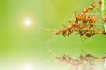 Red Ant In Green Nature Stock Photo