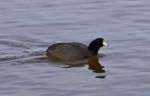 Beautiful Image With Funny Weird American Coot In The Lake Stock Photo