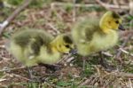 Beautiful Isolated Photo With Two Chicks Of The Canada Geese Stock Photo