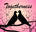 Togetherness Doves Represents Love Birds And Affection Stock Photo