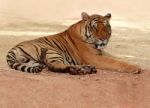 Tiger Relaxing Stock Photo