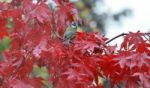 Blue Tit In An Acer Tree Stock Photo