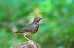 Japanese Thrush Bird Stock Photo