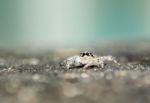 Jumping Spider Stock Photo