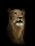 Lion In The Dark Night Stock Photo