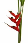 Heliconia Stricta Still Life On White Background Stock Photo