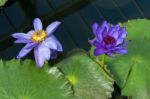 Lotus Flower (nelumbo Nucifera) Stock Photo