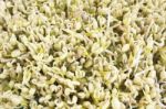 Green Bean Sprouts Stock Photo