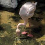 Greater Flamingo (phoenicopterus Roseus) At The Bioparc Fuengiro Stock Photo
