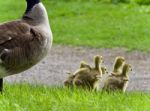 Isolated Image Of A Family Of Canada Geese Running Stock Photo