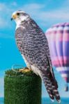 Peregrine Falcon Bird Of Prey Stock Photo