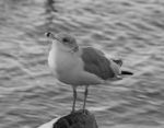 Beautiful Black And White Close-up Of A Gull Stock Photo
