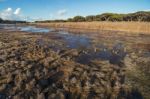 Low Tide Marshland Stock Photo