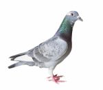 Full Body Of Homing Pigeon Bird Isolated White Background Stock Photo