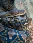 Fuengirola, Andalucia/spain - July 4 : Reticulated Python (pytho Stock Photo