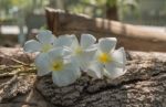 Frangipani (plumeria) , In  Color And Blur Style For Background Stock Photo