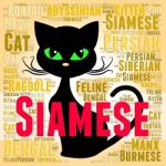 Siamese Cat Represents Domestic Kitten And Breed Stock Photo