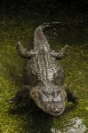 Fearful  American Alligator (alligator Mississippiensis) Swimming Stock Photo