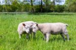 Two White Lambs Playing Together In Green Meadow Stock Photo