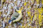 Young Blue Tit Sits On Oak Tree Trunk Stock Photo