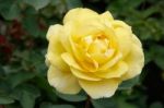 A Beautiful Yellow Rose (rosa) On Display At Butchart Gardens Stock Photo