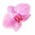 Sweet Color Pink Orchid Isolate Stock Photo