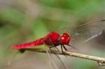 Red Dragonfly Stock Photo