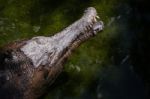 Fuengirola, Andalucia/spain - July 4 : Tomistoma (tomistoma Schl Stock Photo