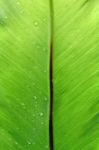 Fern Leaf Stock Photo