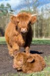Mother Scottish Highlander Cow Standing Near Newborn Calf Stock Photo