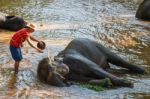 Chiangmai ,thailand - November 16 : Mahout Take A Bath Elephant Stock Photo