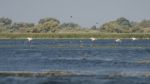 Great White Pelicans (pelecanus Onocrotalus) In The Danube Delta Stock Photo