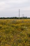 Spring Algarve Landscape Flora Stock Photo