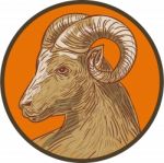 Ram Goat Head Circle Drawing Stock Photo