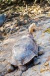 Giant Turtle In Galapagos Stock Photo