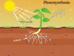 Photosynthesis Stock Photo