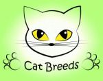Cat Breeds Indicates Offspring Breeding And Bred Stock Photo