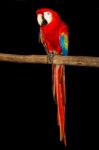 Macaw Stock Photo