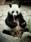 Panda Stock Photo