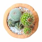 Cactus ( Cereus Hexagonus Mill ) On Flowerpot ( Isolated Backgro Stock Photo