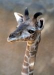 Giraffe Stock Photo