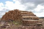 Stack Of Felled Wood Stock Photo