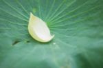 Petals On Lotus Leaf Stock Photo