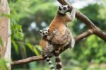 Ring Tailed Lemur Stock Photo